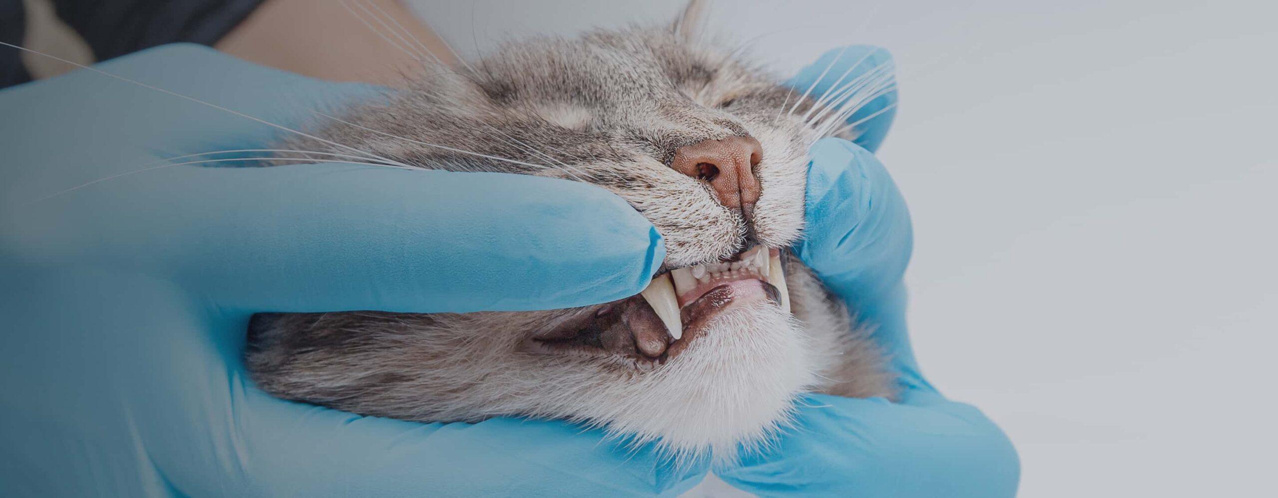 Close-up of cat’s teeth.